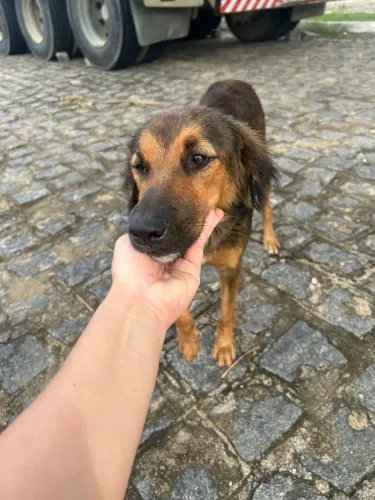 Cadela pra adoção responsável