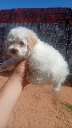Pooble