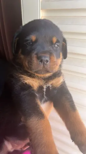 Filhote de rottweiler macho