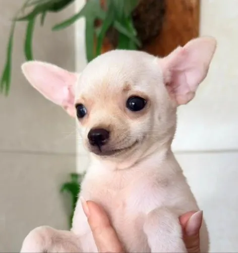 Chihuahua Macho