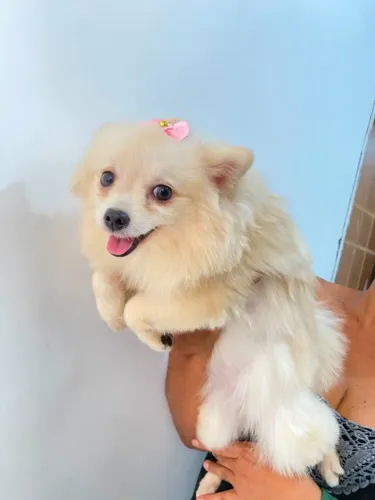 lulu da pomerania