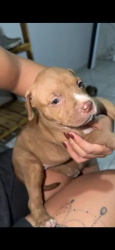 Vende filhote pitbull