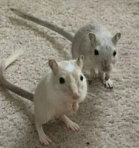 Vendo filhotes Gerbil