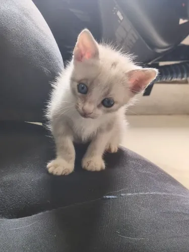Doação de gatinha fêmea