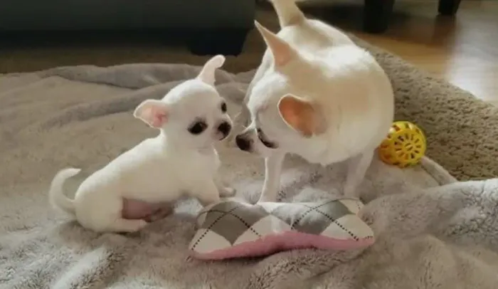 Filhotes de Chihuahua