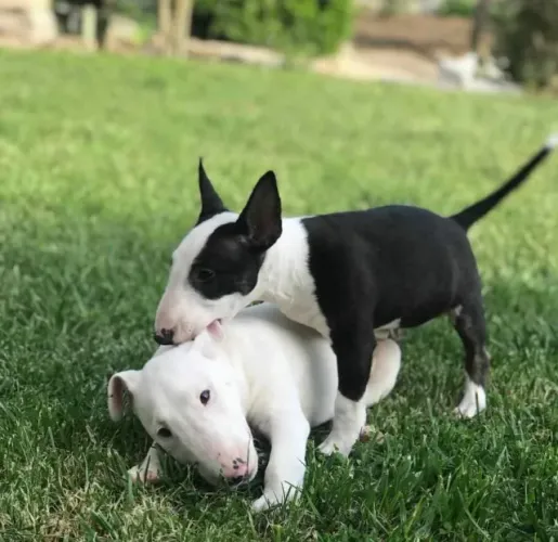 Leve Seu Bull Terrier com Garantia Veterinária e Parcelamento Flexível!