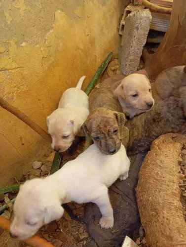 Doação de 6 cachorros sendo 1 fêmea e 5 machos.