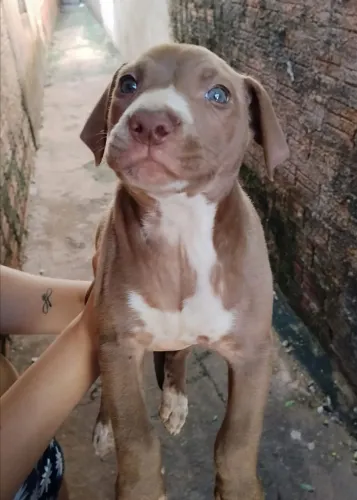 Pitbull filhote