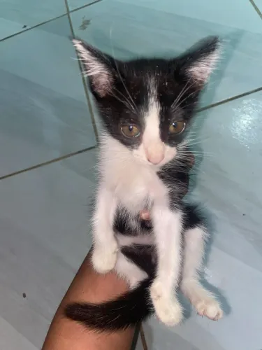 Doação de Gatinho?s