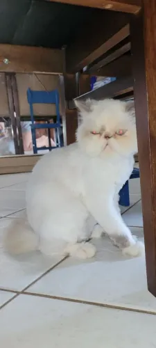 Gata persa pura c olhos azuis branca adulta em plena saúde, dócil, carinhosa, castrada