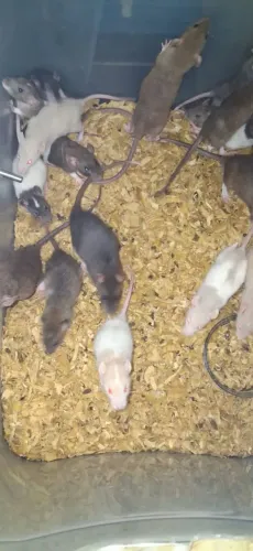 RATO twister 