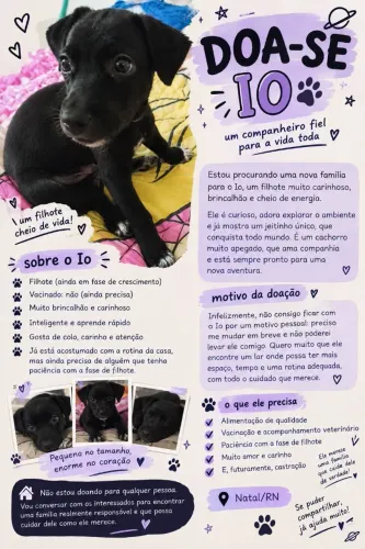 Cachorrinho pra doação