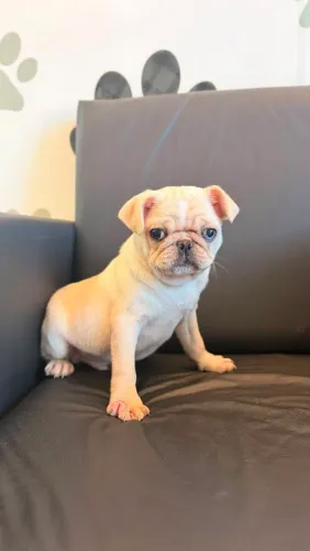 PUG MACHO BRANCO 