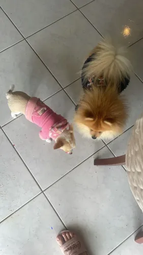 Lulu da pomerania