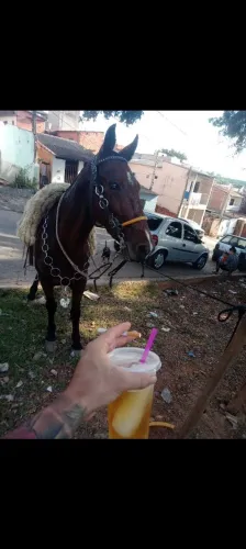 Vendo cavalo