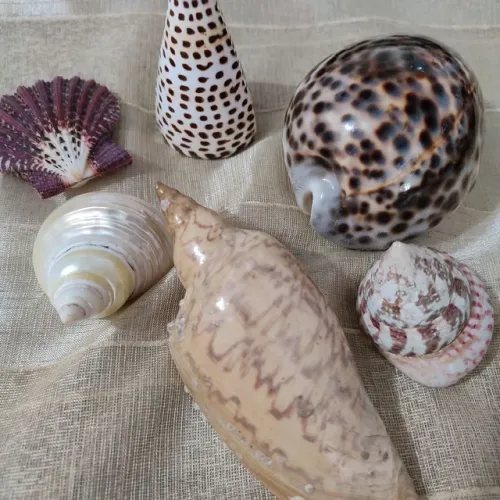 Conjunto de conchas 