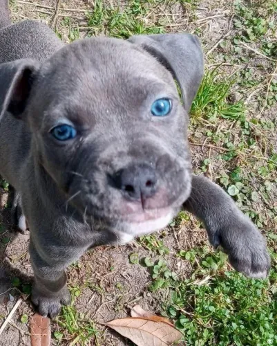 Filhote de American bully  ideal para sua família 