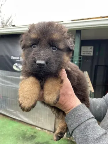 Pastor Alemão Bolinhas de Pelo Cheias de Amor