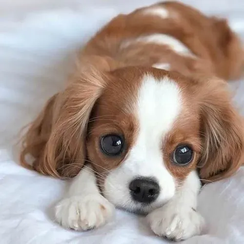 Cavalier King -- extremamente carinhosos