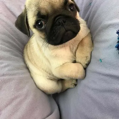 Pug filhotes a cada lambida vc ganha 01 dia de vida