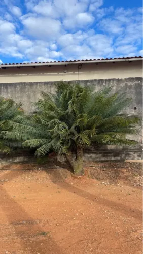 Cycas Circinalis Adultas Mais Bonitas da OLX