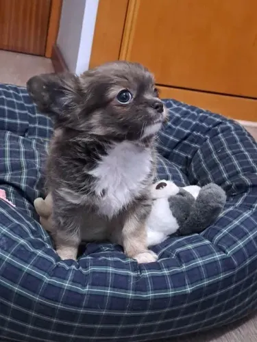 Chihuahua O Companheiro Perfeito para Quem Ama Diversão