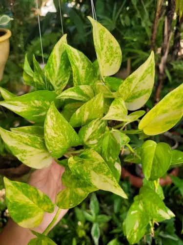 Muda de Planta Jiboia na combuca Artesanal pedente