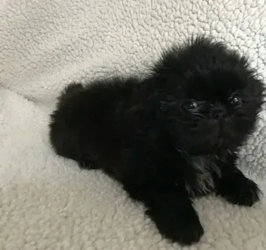 Filhote de Shih Tzu: alegria e fidelidade em um só filhote!