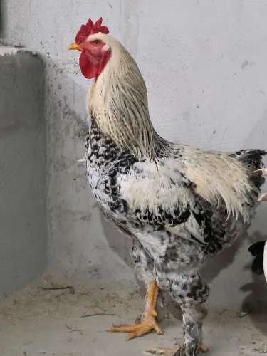 Galo Brahma