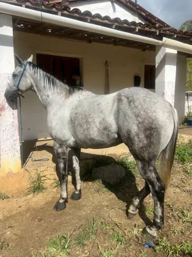 cavalo de direita 20mil