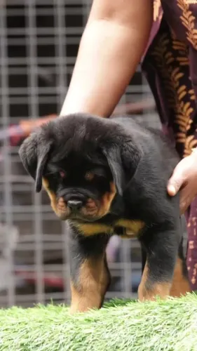 ROTTWEILER FILHOTES DISPONÍVEIS