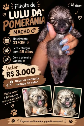 FILHOS LULU DA PUMERÂNÍA MACHO 18 DIAS SERÁ ENTREGUE COM 45 DIAS COM A PRIMEIRA VACINA