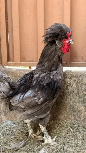 Galo polonês
