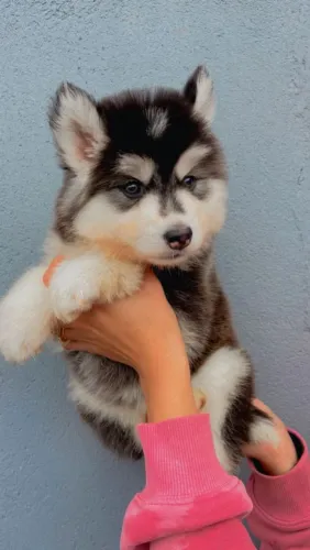 Husky Siberiano _ Adora correr.