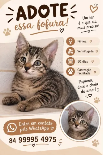 Gatinha para adoção 