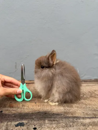 Coelho anão de netherland dwarf