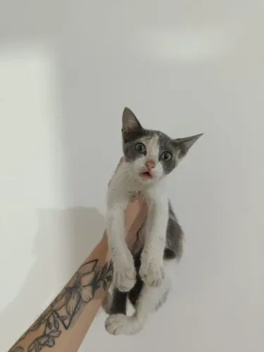 Gato para adoção 
