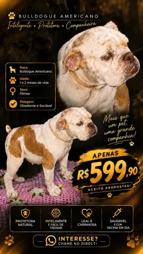 BULDOGUE AMERICANO FEMEA 1 ANO DE VIDA 