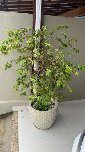 Pé de jabuticaba