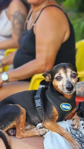 Pinscher macho busca fêmea
