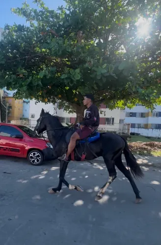 Cavalo Garanhão Manga larga,Um verdadeiro luxo