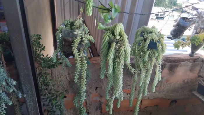 Suculenta