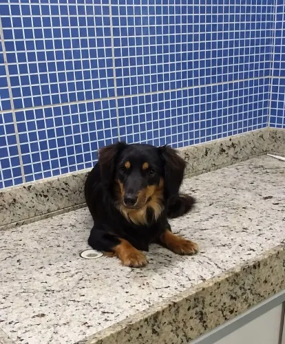 Basset teckel pêlo longo, fêmea castrada disponível!