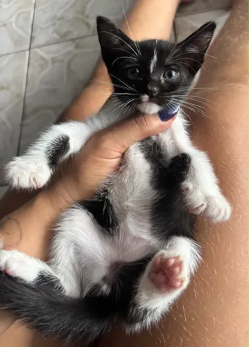 Adoção