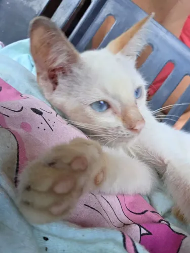 Gatinho