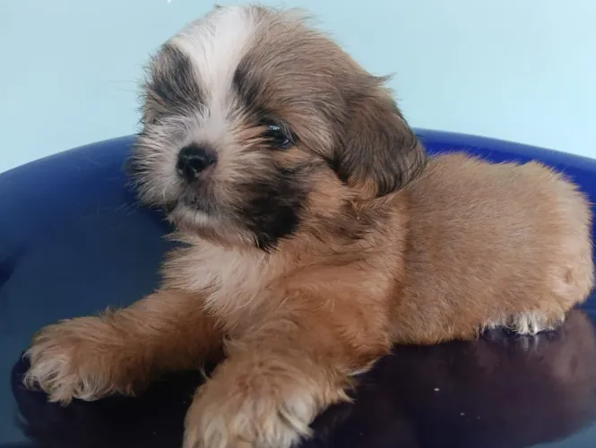 VENDO SHIH TZU MACHO