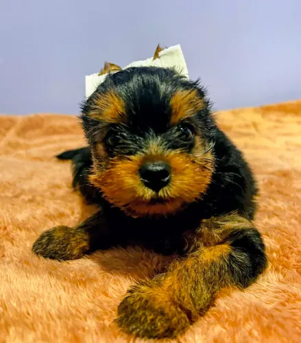 Filhotes de Yorkshire mini