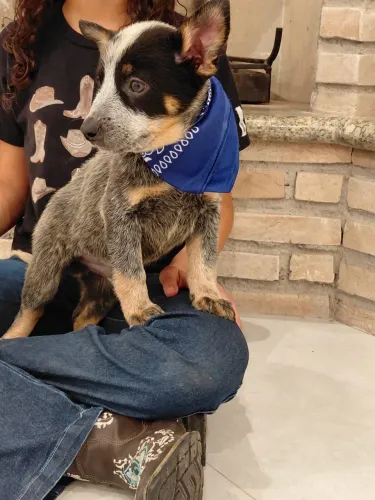 Filhotes de Blue Heeler 