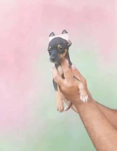 Pinscher macho esperto e cheio de atitude