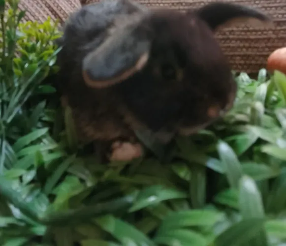 Mini lop uruguaios 